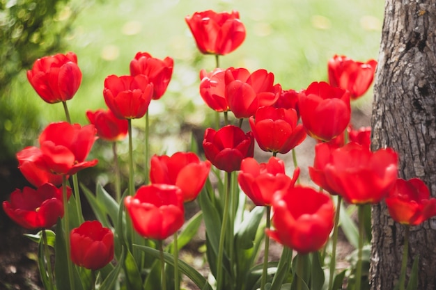 Rote Tulpen blühen im Frühlingsgarten