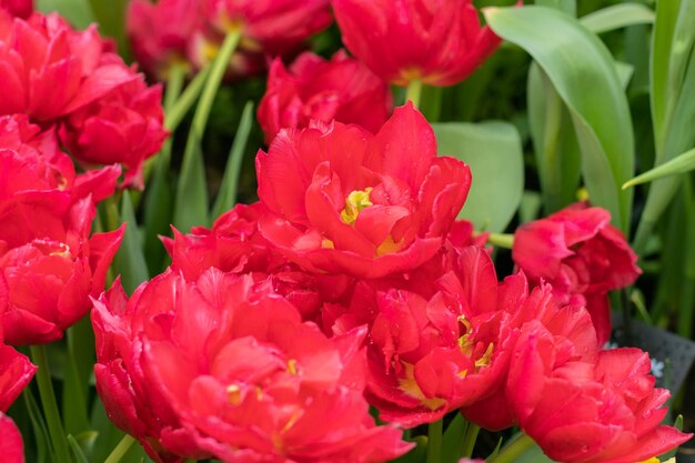 Rote Tulpen blühen im Frühlingsgarten