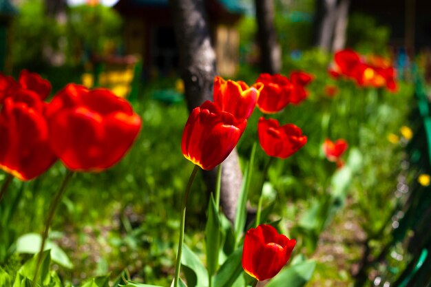 Rote Tulpen blühen im Garten im Grünen