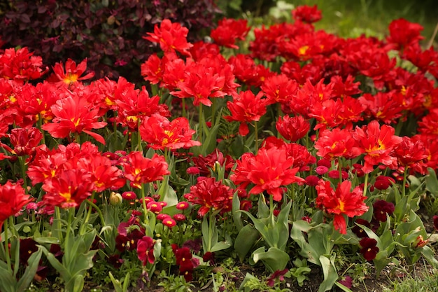 Rote Tulpen blühen im Garten offene Blumenköpfe sind viele open