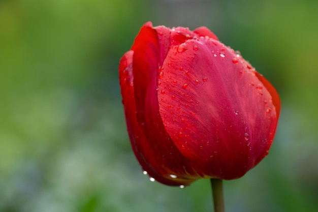 Rote Tulpen blühen Rote Tulpe im Blumenbeet