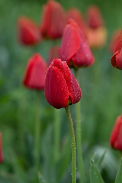 Rote Tulpen blühen Rote Tulpe im Blumenbeet