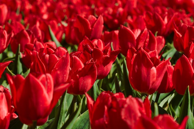 Rote Tulpen blühen