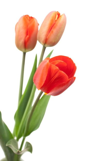 rote Tulpen Bouquet