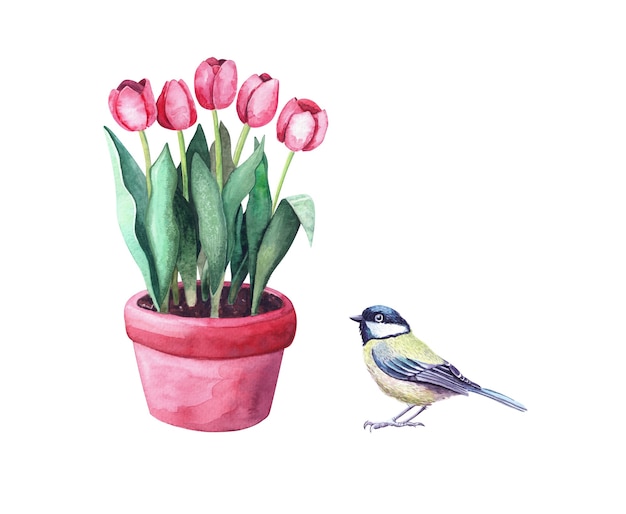 Rote Tulpen des Aquarells in einem Topf und einem Titvogel Heimpflanze im Garten mit Tier. Abbildung isoliert auf weißem Hintergrund