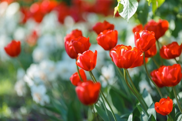 Rote Tulpen, die im Frühling an einem sonnigen Tag in einem Blumenbeet mit weißen Blumen wachsen