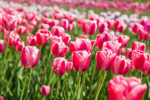 Rote Tulpen, die mitten an einem sonnigen Frühlingstag im Garten blühen