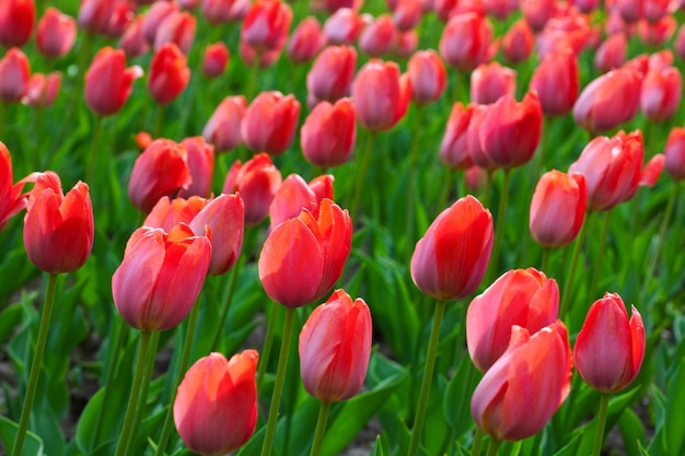 Rote Tulpen Feld