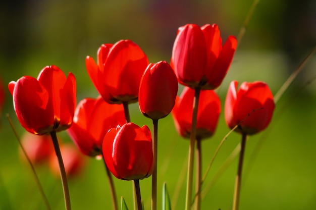 Rote Tulpen gegen das Licht