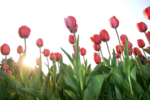 Rote Tulpen gegen Sonnenuntergang