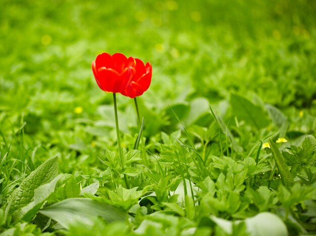 Rote Tulpen, grünes Gras