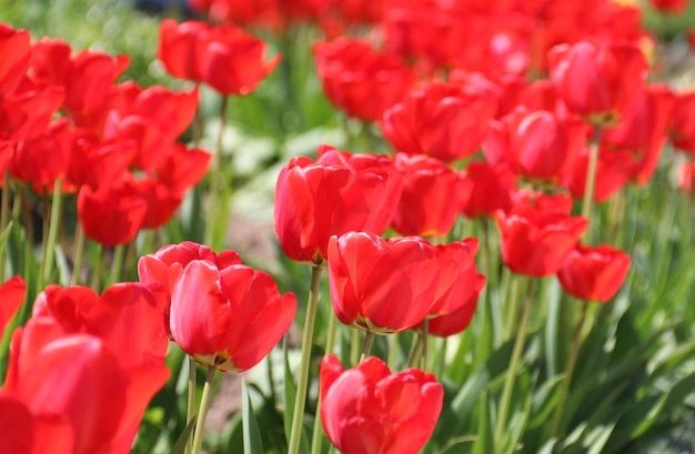 Rote Tulpen Hintergrund Schöne Tulpe auf der Wiese Blütenknospe im Frühjahr im Sonnenlicht