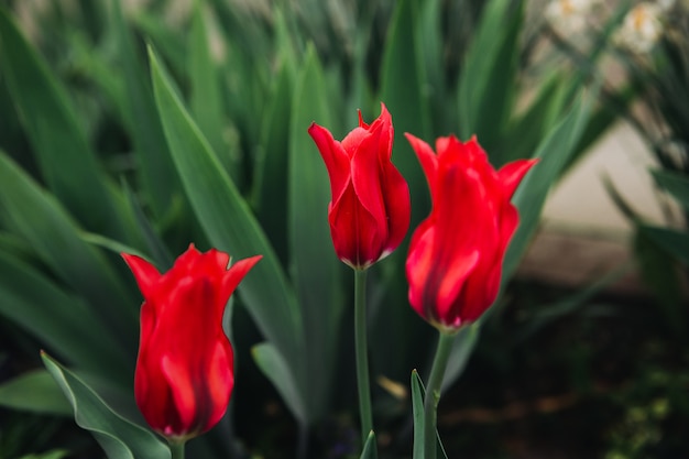 Rote Tulpen im Garten