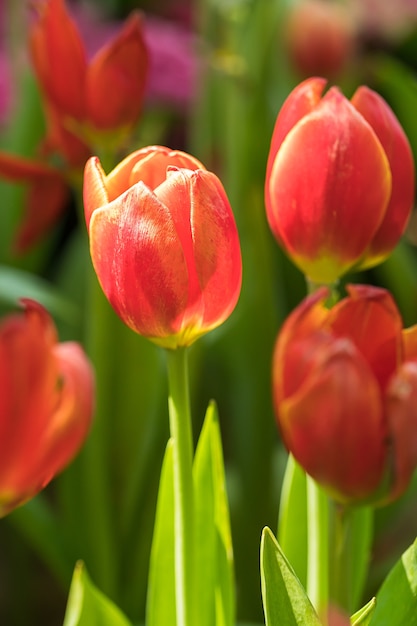 Rote Tulpen im Garten