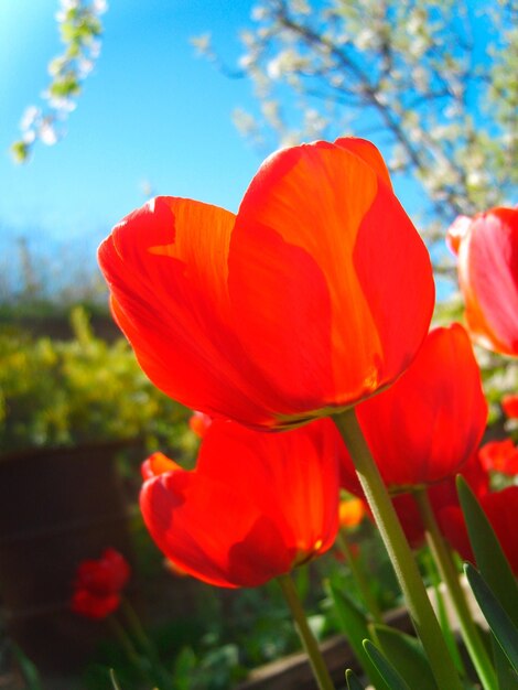 Rote Tulpen im grünen Laubfoto