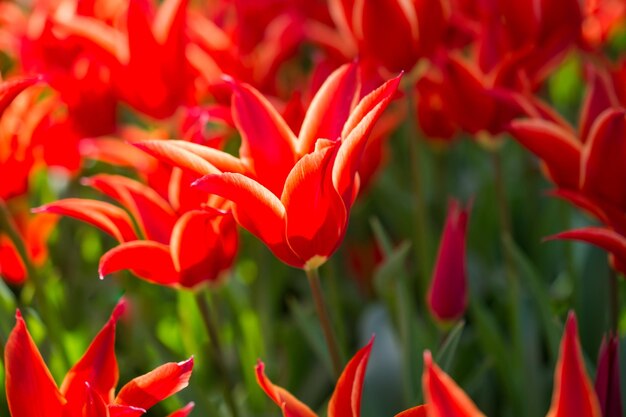 Rote Tulpen in der Natur im Frühjahr