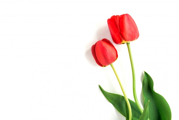 Rote Tulpen lokalisiert auf weißem Hintergrund.