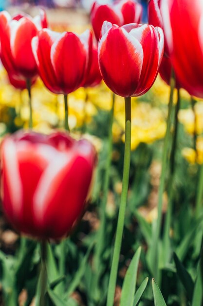 Foto rote tulpen mit schöner bouquetoberfläche,