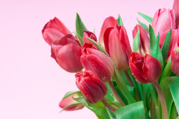 Rote Tulpen mit Wassertropfen auf einem rosa Hintergrund