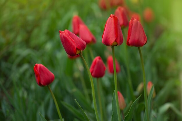 Rote Tulpen über Gartenhintergrund Rote bunte Tulpe