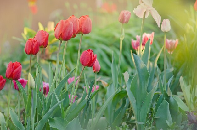 Rote Tulpen über Gartenhintergrund Rote bunte Tulpe