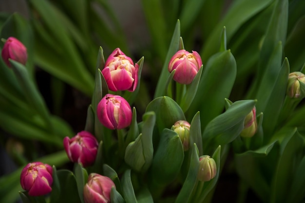 Rote Tulpen verschiedener Sorten mit grünen Blättern in Innenräumen