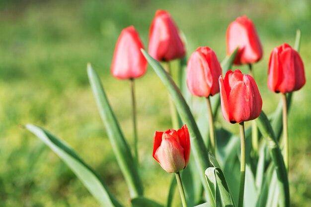 Rote Tulpen wachsen auf dem Boden, weicher Fokus