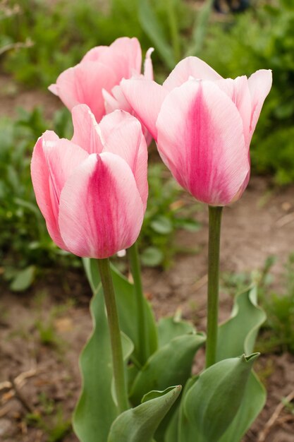 Rote Tulpen wachsen in einem Garten mit verschwommenem grünem Gras im Hintergrund. Nahaufnahme.