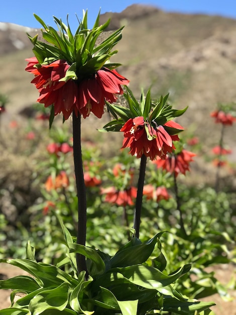 Foto rote tulpen