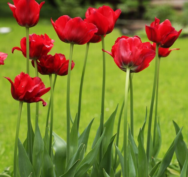 Rote Tulpen