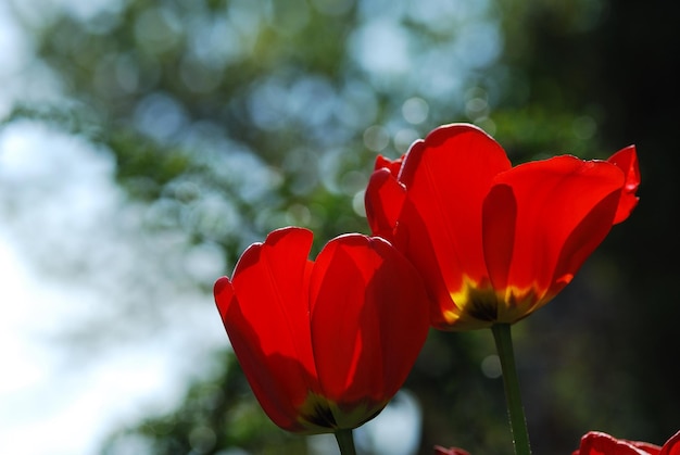 Rote Tulpen