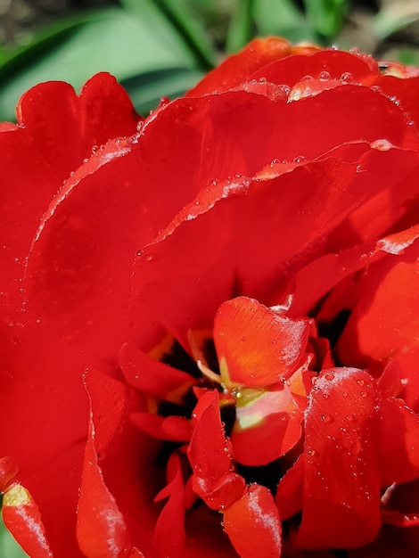 Rote Tulpenblüten wachsen in einem Frühlingsgarten, Nahaufnahme mit selektivem Weichzeichner, ungewöhnliche flauschige Tulpen, romantischer Hintergrund, botanischer Garten