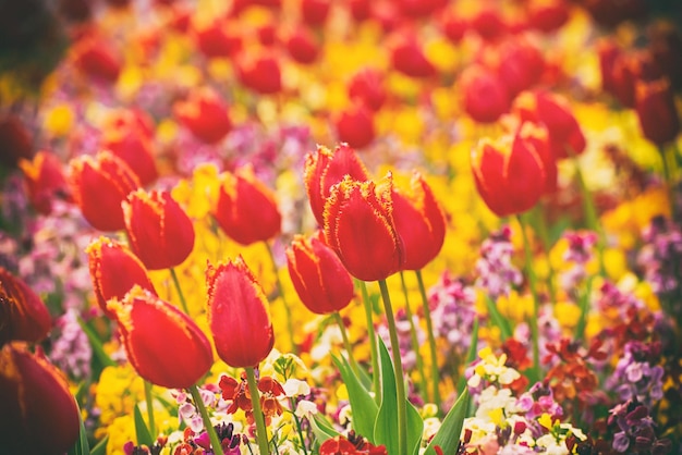 Rote Tulpenblüten