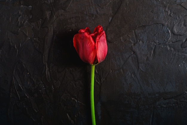 Rote Tulpenblume auf schwarzer Oberfläche