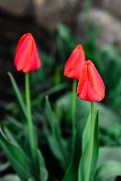 rote Tulpenblume, die im Garten wächst