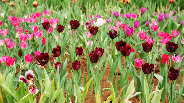 Rote Tulpenblume in einem Garten.