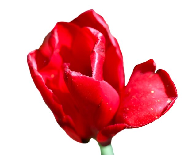 rote Tulpenblume isoliert auf weiß