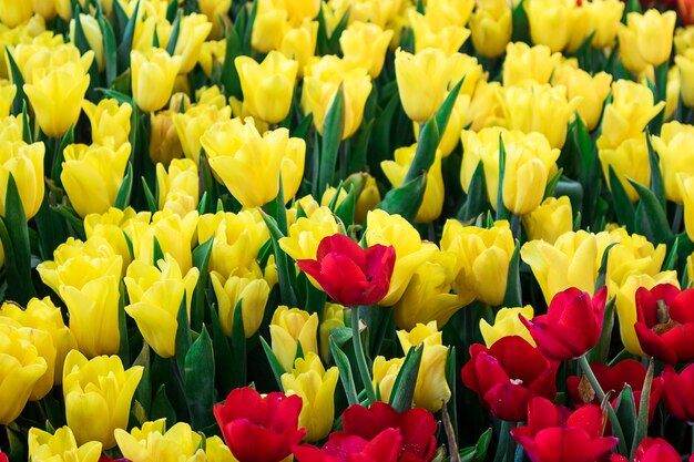 Rote Tulpenblume und gelbe Tulpenblume im Nennwert