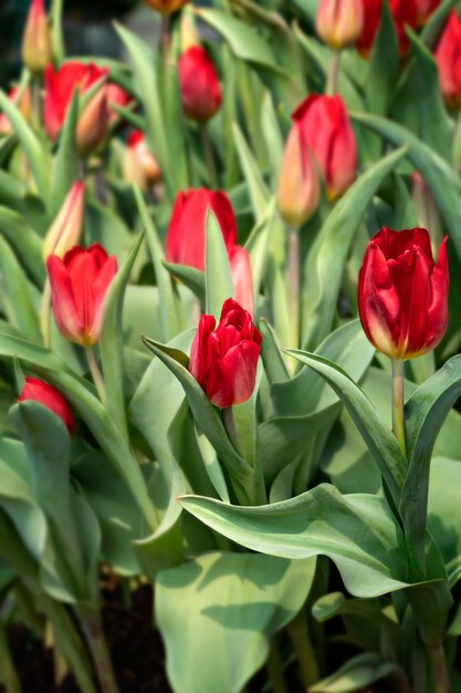 Rote Tulpenblume