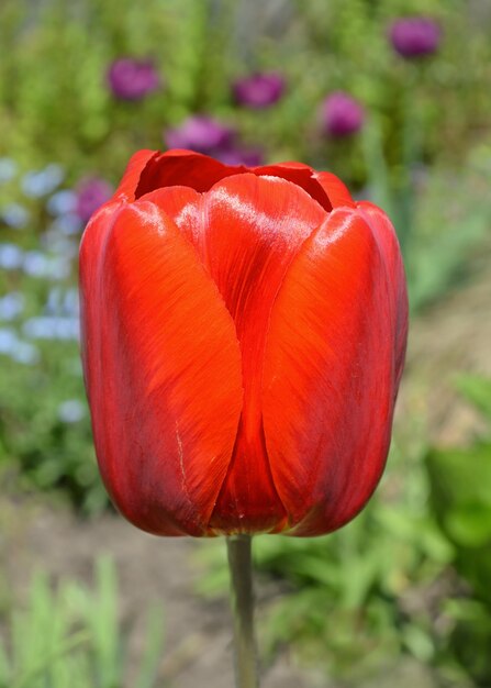 Rote Tulpenblume