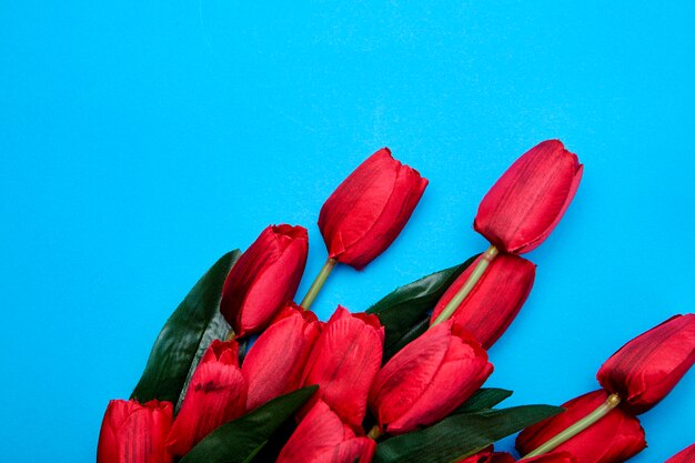 Rote Tulpenblumen auf blauem Hintergrund