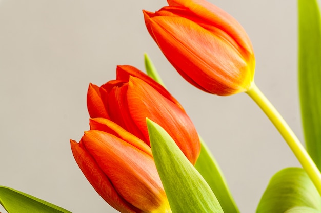 Rote Tulpenblumen auf hellgrauem Hintergrund.