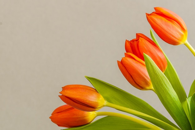 Rote Tulpenblumen auf hellgrauem Hintergrund.