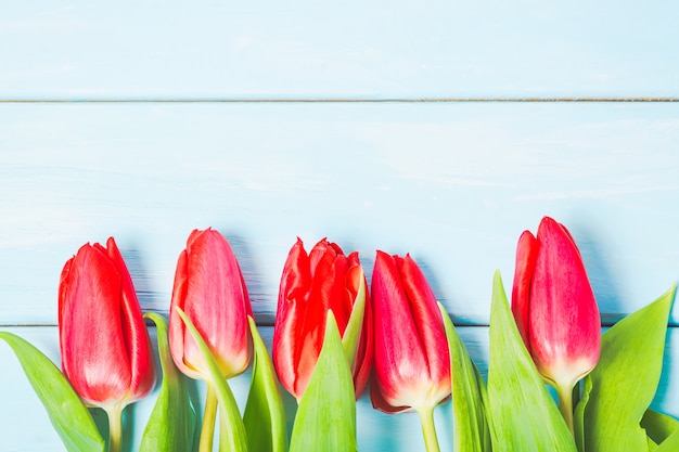 Rote Tulpenblumen des bunten Frühlinges auf hellblauem