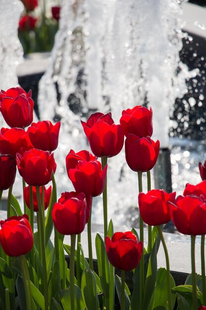 Rote Tulpenblumen im Garten