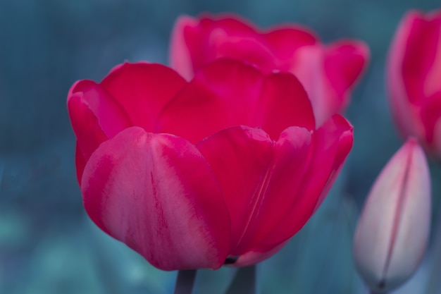 Rote Tulpenblumennahaufnahme auf Grün