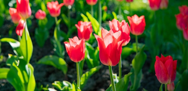 Rote Tulpenblumennahaufnahme mit buntem natürlichem Hintergrund