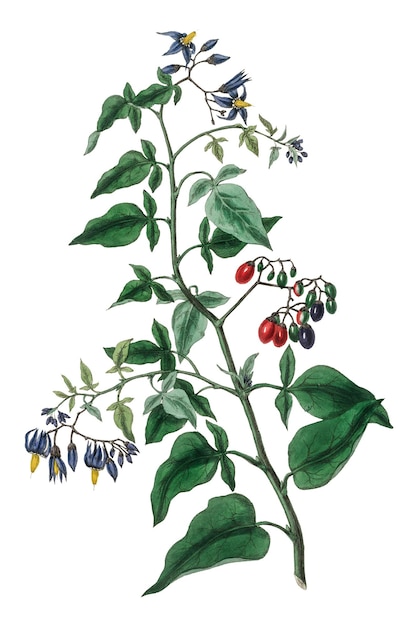 Rote und blaue bittersüße png pflanze antike skizze