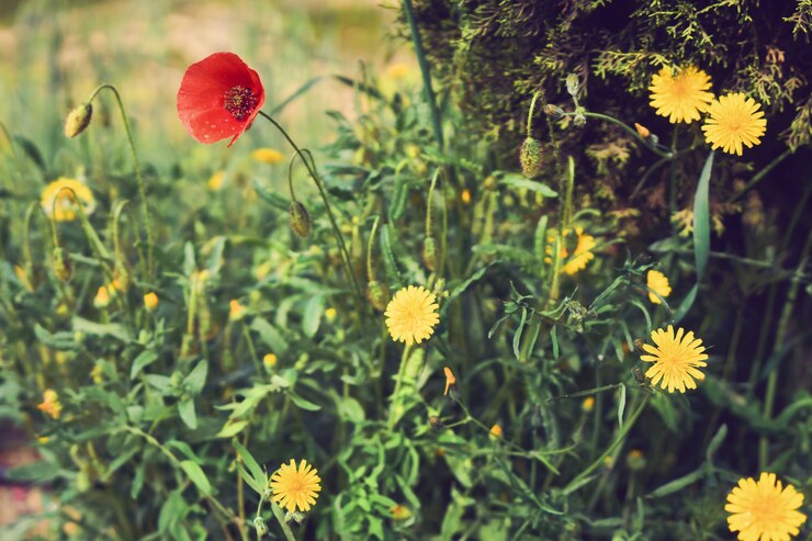 Foto rote und gelbe blumen auf dem feld im frühjahr