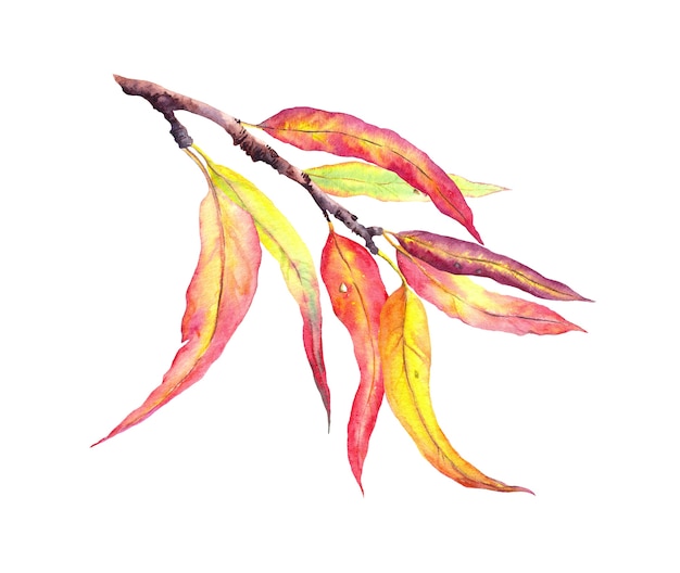 Rote und gelbe dekorative Herbstblätter auf Zweig.